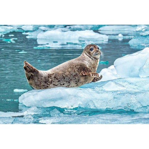 Harbor Seal-LeConte Bay-Alaska-USA Black Modern Wood Framed Art Print by Engelbrecht, Jim