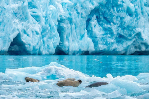 LeConte Glacier-Harbor Seal-LeConte Bay-Alaska-USA White Modern Wood Framed Art Print with Double Matting by Engelbrecht, Jim