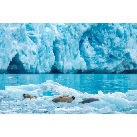 LeConte Glacier-Harbor Seal-LeConte Bay-Alaska-USA Black Modern Wood Framed Art Print by Engelbrecht, Jim