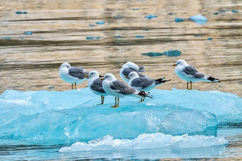 Seagulls on glacial ice-LeConte Bay-Alaska Black Ornate Wood Framed Art Print with Double Matting by Engelbrecht, Jim