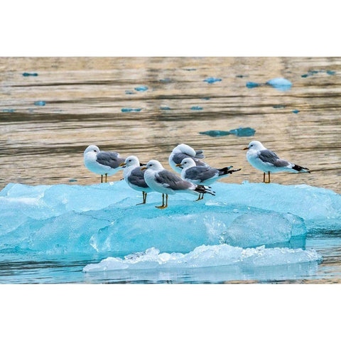 Seagulls on glacial ice-LeConte Bay-Alaska Black Modern Wood Framed Art Print by Engelbrecht, Jim