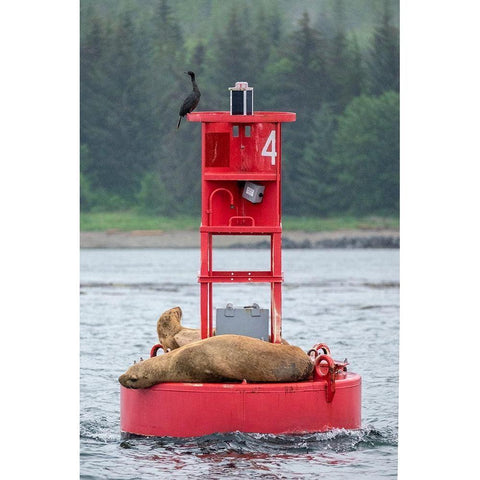 Cormorant and Steller sea lion-Ernest Sound-Wrangell-Alaska Gold Ornate Wood Framed Art Print with Double Matting by Engelbrecht, Jim