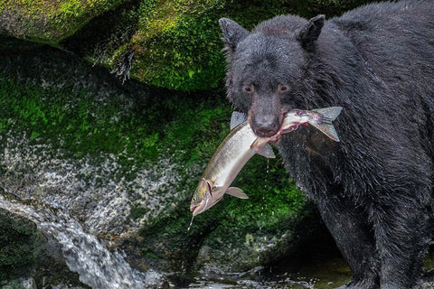 Black Bear-Salmon run-Anan Creek Wrangell-Alaska-USA Black Ornate Wood Framed Art Print with Double Matting by Engelbrecht, Jim