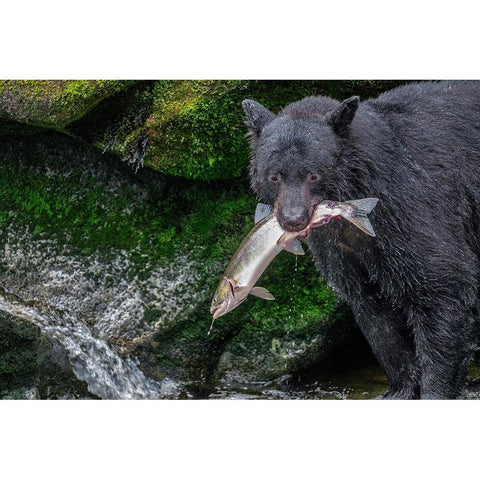 Black Bear-Salmon run-Anan Creek Wrangell-Alaska-USA White Modern Wood Framed Art Print by Engelbrecht, Jim