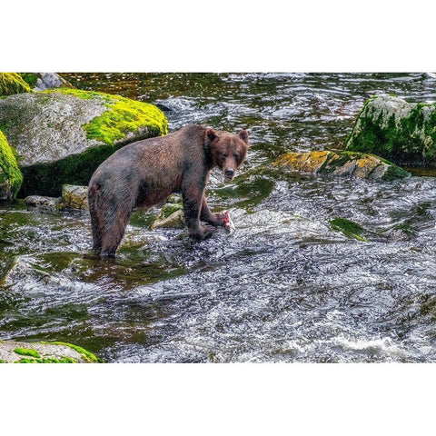 Grizzly Bear-salmon run-Anan Creek-Wrangell-Alaska-USA White Modern Wood Framed Art Print by Engelbrecht, Jim