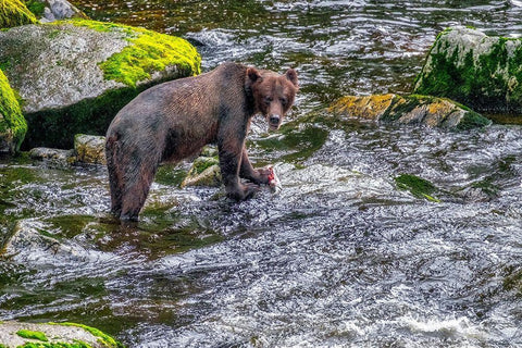 Grizzly Bear-salmon run-Anan Creek-Wrangell-Alaska-USA Black Ornate Wood Framed Art Print with Double Matting by Engelbrecht, Jim