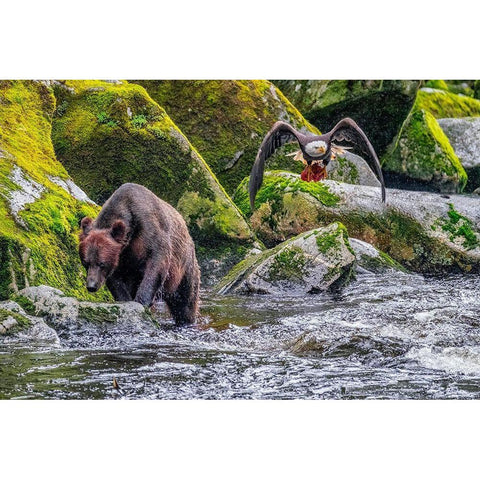 Grizzly Bear-salmon run-Anan Creek-Wrangell-Alaska-USA Gold Ornate Wood Framed Art Print with Double Matting by Engelbrecht, Jim