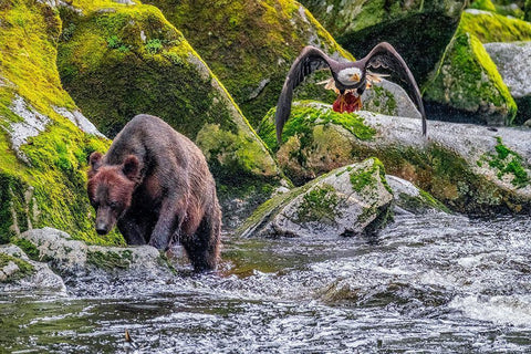 Grizzly Bear-salmon run-Anan Creek-Wrangell-Alaska-USA White Modern Wood Framed Art Print with Double Matting by Engelbrecht, Jim