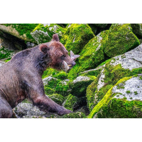 Grizzly Bear-salmon run-Anan Creek-Wrangell-Alaska-USA White Modern Wood Framed Art Print by Engelbrecht, Jim