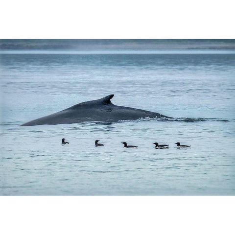 Humpback Whale-Ernest Sound-Wrangell-Alaska-USA Gold Ornate Wood Framed Art Print with Double Matting by Engelbrecht, Jim
