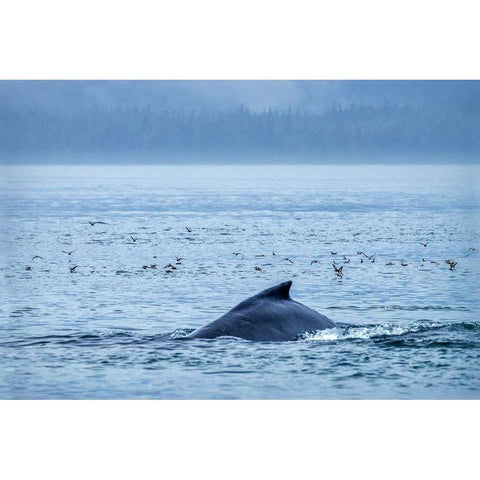 Humpback Whale-Ernest Sound-Wrangell-Alaska-USA White Modern Wood Framed Art Print by Engelbrecht, Jim