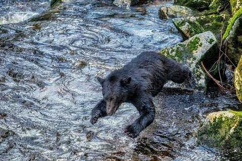 Black Bear-Salmon run-Anan Creek Wrangell-Alaska-USA Black Ornate Wood Framed Art Print with Double Matting by Engelbrecht, Jim