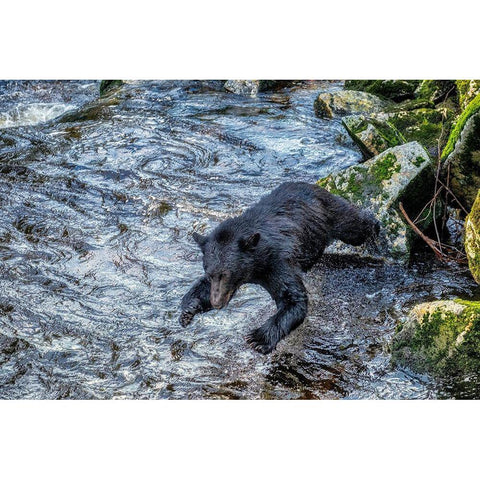 Black Bear-Salmon run-Anan Creek Wrangell-Alaska-USA Black Modern Wood Framed Art Print by Engelbrecht, Jim