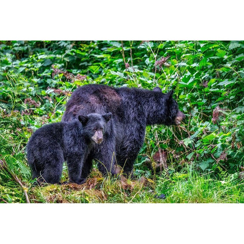 Black Bear adult and Cub-Anan Creek-Wrangell-Alaska-USA Gold Ornate Wood Framed Art Print with Double Matting by Engelbrecht, Jim