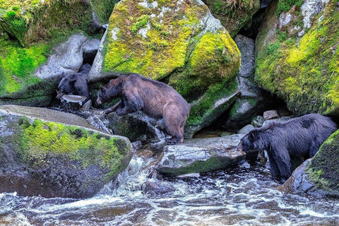 Black Bear-Salmon run-Anan Creek Wrangell-Alaska-USA Black Ornate Wood Framed Art Print with Double Matting by Engelbrecht, Jim