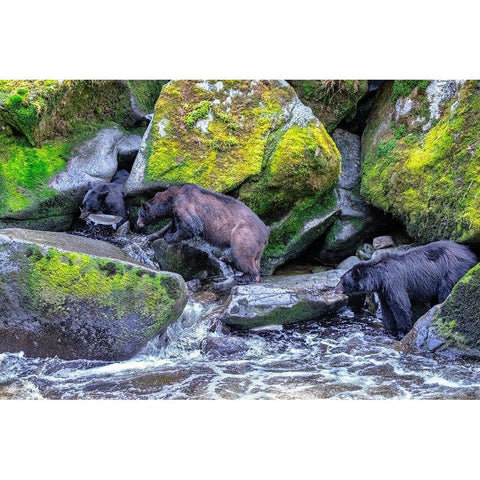 Black Bear-Salmon run-Anan Creek Wrangell-Alaska-USA Black Modern Wood Framed Art Print by Engelbrecht, Jim