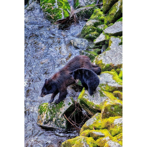 Black Bear adult and Cub-Anan Creek-Wrangell-Alaska-USA White Modern Wood Framed Art Print by Engelbrecht, Jim