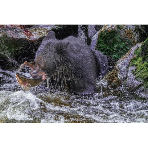 Black Bear-Salmon run-Anan Creek Wrangell-Alaska-USA White Modern Wood Framed Art Print by Engelbrecht, Jim