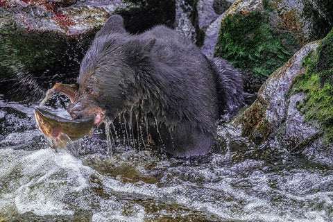 Black Bear-Salmon run-Anan Creek Wrangell-Alaska-USA Black Ornate Wood Framed Art Print with Double Matting by Engelbrecht, Jim