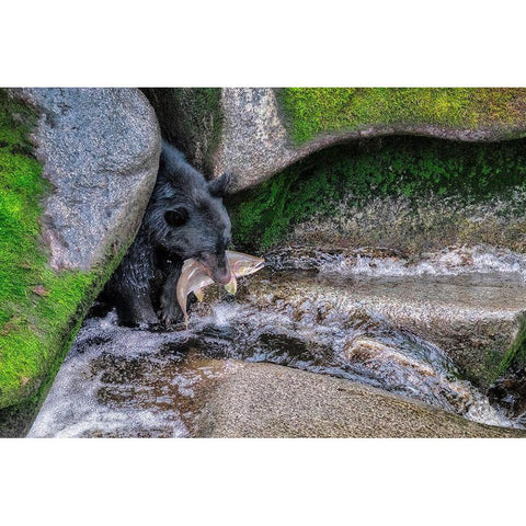 Black Bear-Salmon run-Anan Creek Wrangell-Alaska-USA White Modern Wood Framed Art Print by Engelbrecht, Jim