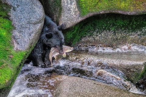Black Bear-Salmon run-Anan Creek Wrangell-Alaska-USA Black Ornate Wood Framed Art Print with Double Matting by Engelbrecht, Jim