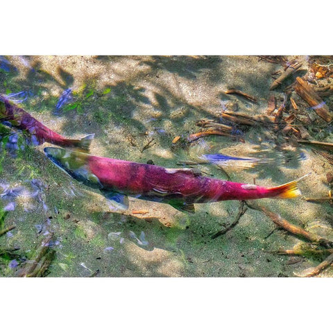 Pink Salmon-Juneau-Alaska-USA Black Modern Wood Framed Art Print with Double Matting by Engelbrecht, Jim
