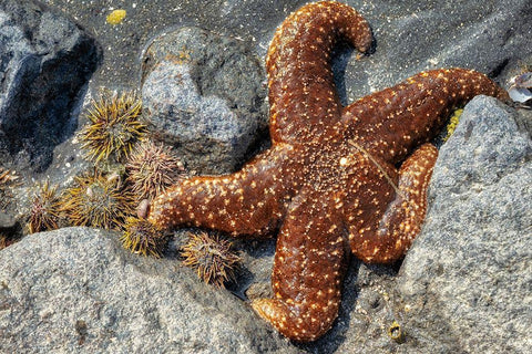 Sea Star-tidal pool-Juneau-Alaska-USA Black Ornate Wood Framed Art Print with Double Matting by Engelbrecht, Jim
