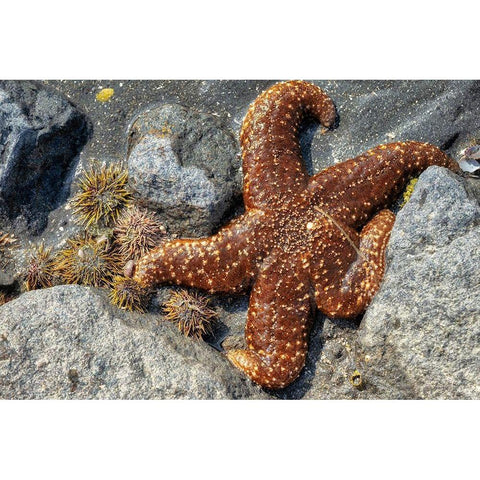 Sea Star-tidal pool-Juneau-Alaska-USA Black Modern Wood Framed Art Print with Double Matting by Engelbrecht, Jim