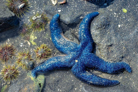 Blue Sea Star-tidal pool-Juneau-Alaska-USA Black Ornate Wood Framed Art Print with Double Matting by Engelbrecht, Jim