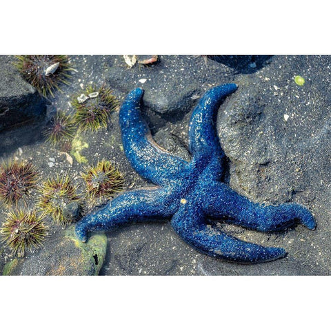 Blue Sea Star-tidal pool-Juneau-Alaska-USA Gold Ornate Wood Framed Art Print with Double Matting by Engelbrecht, Jim