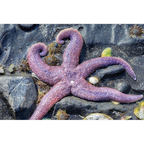 Purple Star-starfish-tidal pool-Juneau-Alaska-USA Gold Ornate Wood Framed Art Print with Double Matting by Engelbrecht, Jim