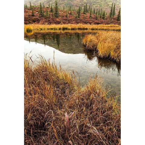 Fall Foliage-Alaska Black Modern Wood Framed Art Print by Ford, John