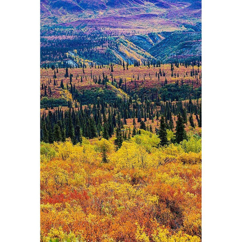 Glenn Highway-Alaska-forest Black Modern Wood Framed Art Print by Sienda, Jolly