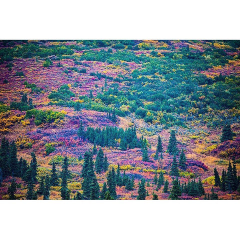 Alaska-autumn color Gold Ornate Wood Framed Art Print with Double Matting by Sienda, Jolly