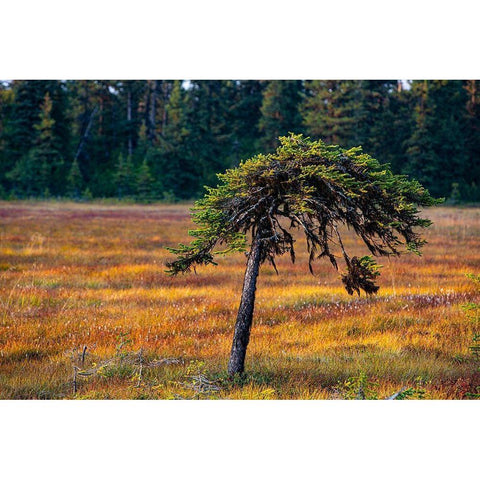 Homer-Alaska-miniature-black spruce-autumn colored field White Modern Wood Framed Art Print by Sienda, Jolly