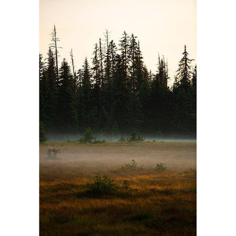Homer-Alaska-miniature-black spruce-autumn colored field White Modern Wood Framed Art Print by Sienda, Jolly