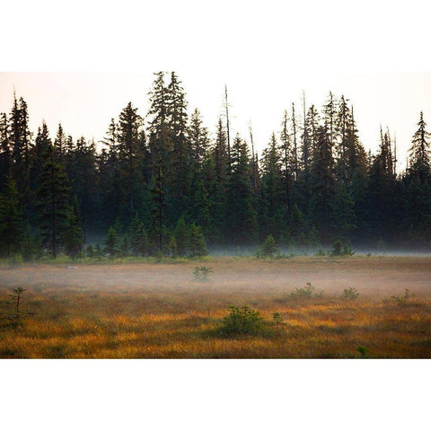 Homer-Alaska-miniature-black spruce-autumn colored field Black Modern Wood Framed Art Print by Sienda, Jolly