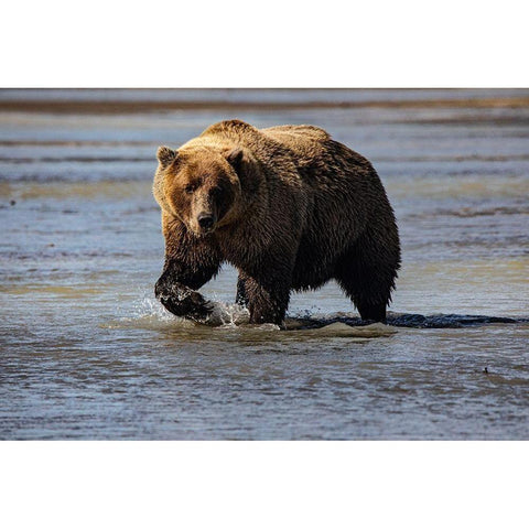 Lake Clark National Park and Preserve-Alaska-wilderness-bears-low tide-splashes-water-paw White Modern Wood Framed Art Print by Sienda, Jolly
