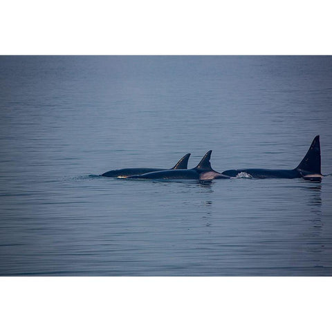 Kenai Fjords-Alaska-pod of Orca Killer Whales Black Modern Wood Framed Art Print with Double Matting by Sienda, Jolly