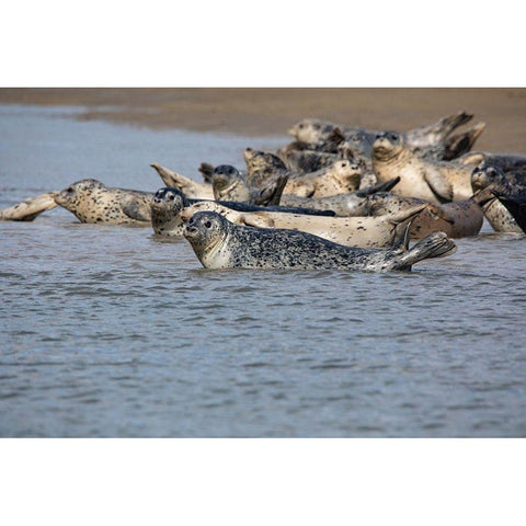 Lake Clark National Park and Preserve-Cook Inlet-Kenai Peninsula-Alaska-pod of seals on the mudflat Black Modern Wood Framed Art Print with Double Matting by Sienda, Jolly