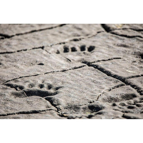 Lake Clark National Park and Preserve-Cook Inlet-Kenai Peninsula-Alaska-animal-footprints-mudflat Black Modern Wood Framed Art Print by Sienda, Jolly
