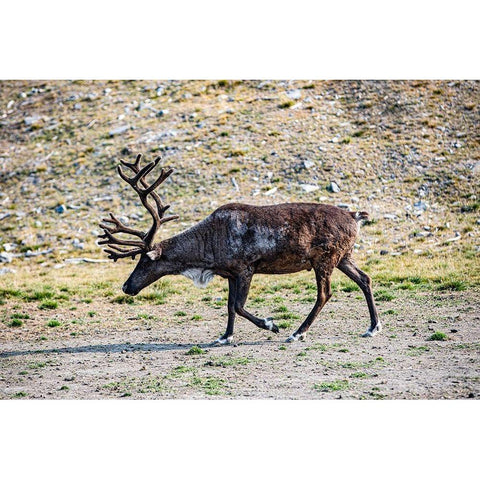 Denali-Alaska-Reindeer-large antlers-caribou Black Modern Wood Framed Art Print by Sienda, Jolly