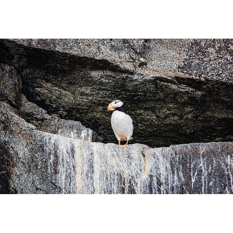 Seward-Alaska-Kenai Peninsula-puffin-seabird Black Modern Wood Framed Art Print by Sienda, Jolly