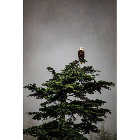Prince William Sound-Alaska-Valdez-Bald Eagle perched on evergreen tree Gold Ornate Wood Framed Art Print with Double Matting by Sienda, Jolly