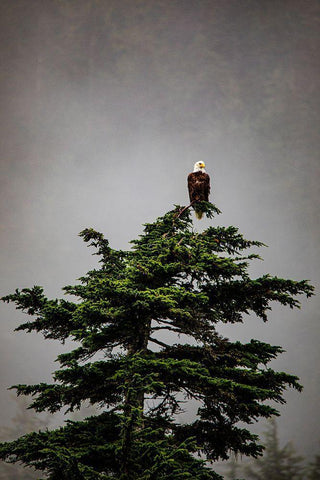 Prince William Sound-Alaska-Valdez-Bald Eagle perched on evergreen tree White Modern Wood Framed Art Print with Double Matting by Sienda, Jolly