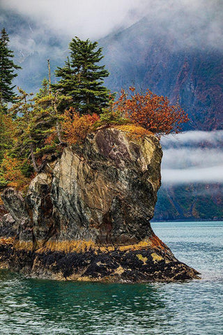 Prince William Sound-Alaska-Valdez-island-autumn-color-evergreen-fog Black Ornate Wood Framed Art Print with Double Matting by Sienda, Jolly