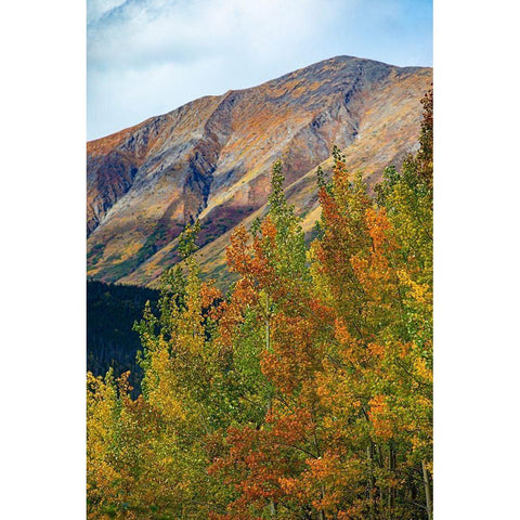 Richardson Highway-Alaska-autumn color-birch-aspens-mountains-Permafrost Black Modern Wood Framed Art Print with Double Matting by Sienda, Jolly