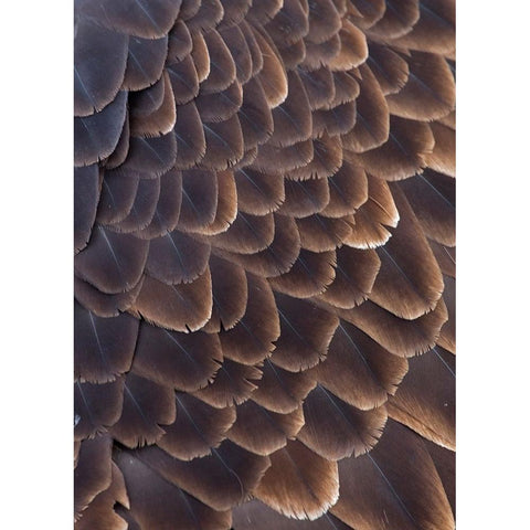 Close-up of Bald Eagle feather-Homer-Alaska-USA White Modern Wood Framed Art Print by Su, Keren