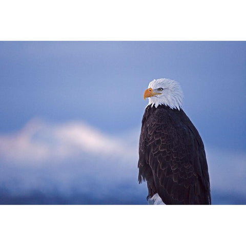 Bald Eagle-Homer-Alaska-USA Gold Ornate Wood Framed Art Print with Double Matting by Su, Keren