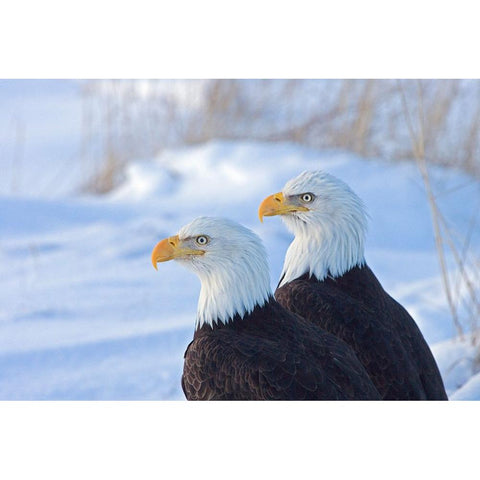 Two Bald Eagles-Haliaeetus leucocephalus-Alaska-US Black Modern Wood Framed Art Print by Su, Keren